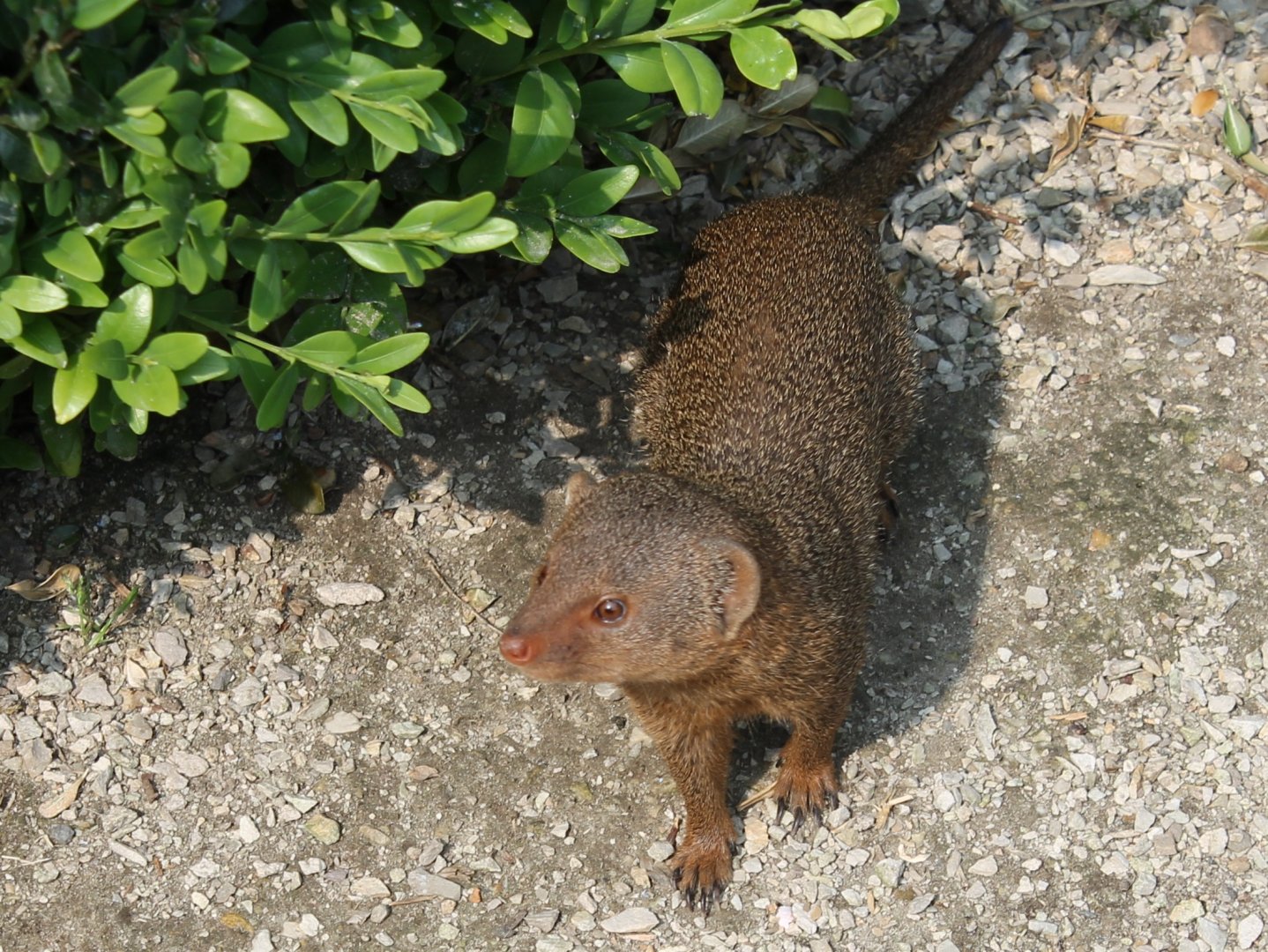 Dwarf mongoose