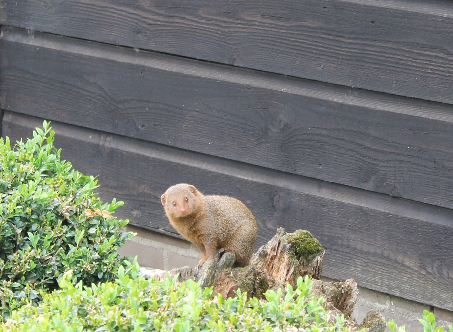 Dwarf mongoose
