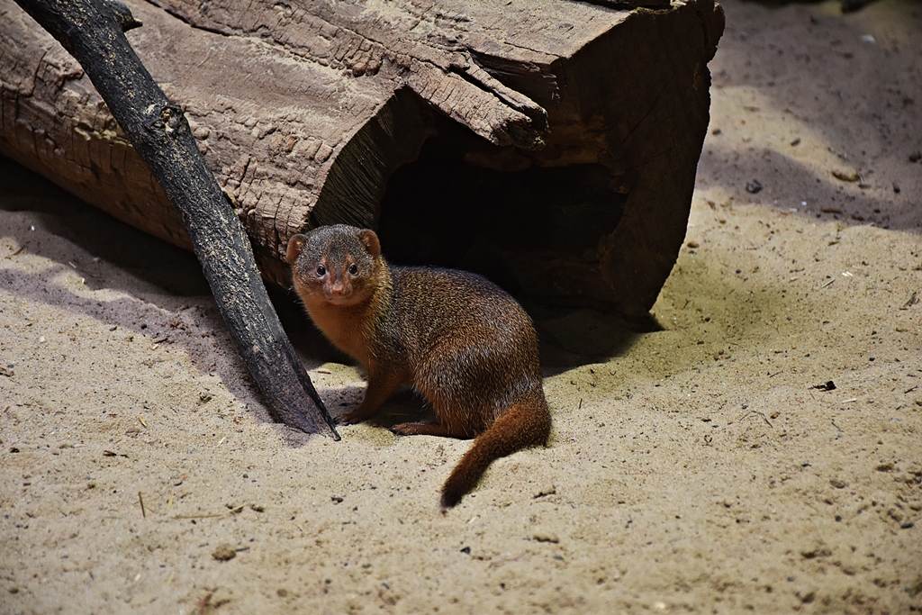 Dwarf mongoose
