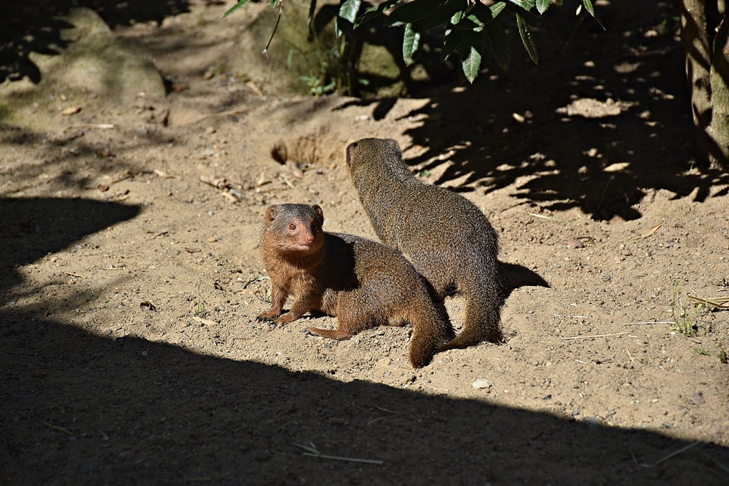 Dwarf mongoose
