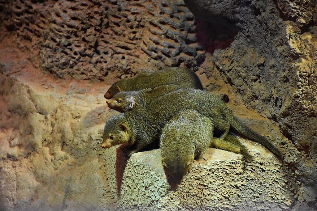 Dwarf mongoose