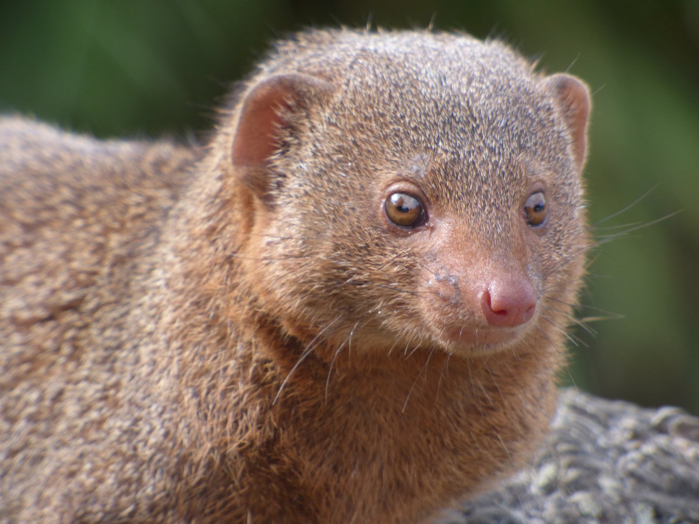 Dwarf Mongoose