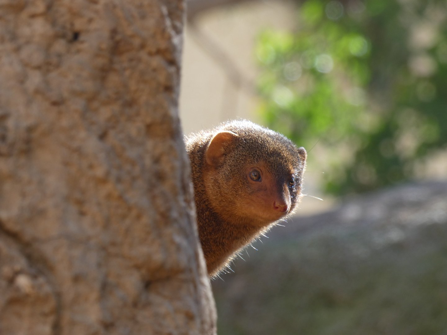 Dwarf Mongoose