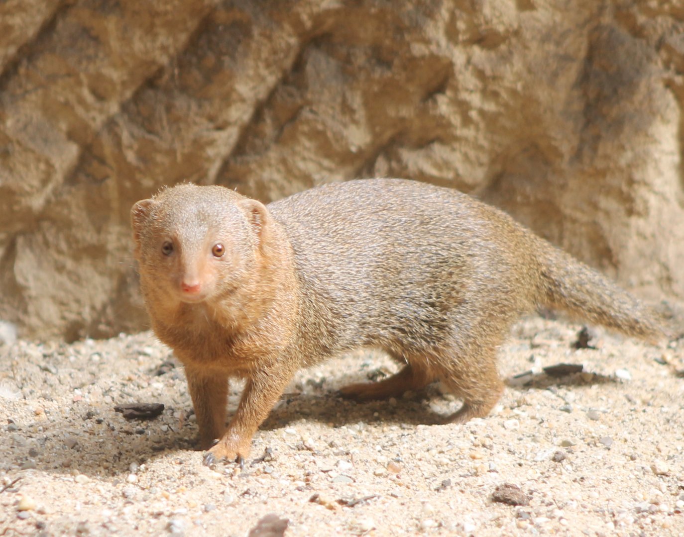 Dwarf mongoose