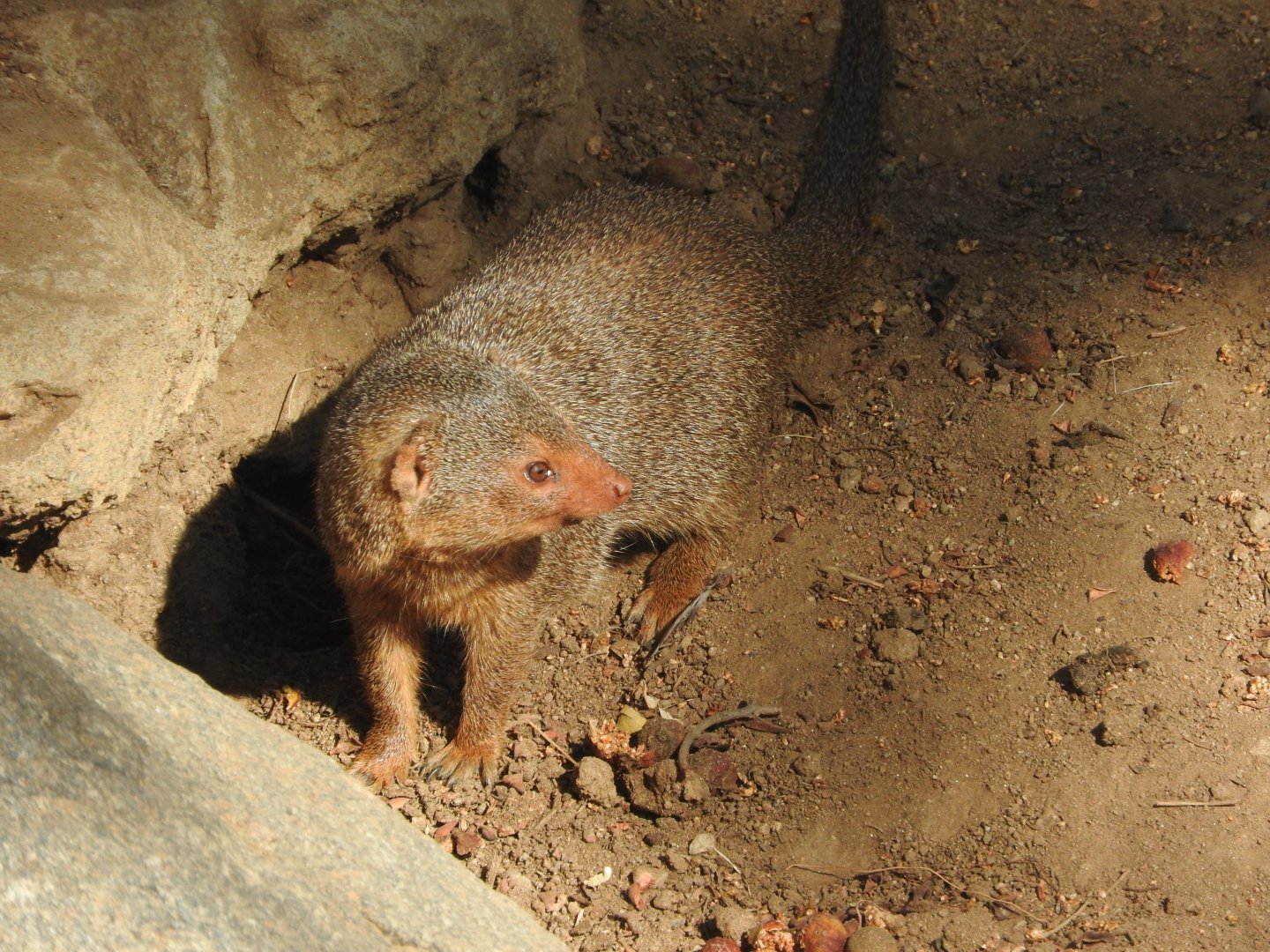 Dwarf Mongoose