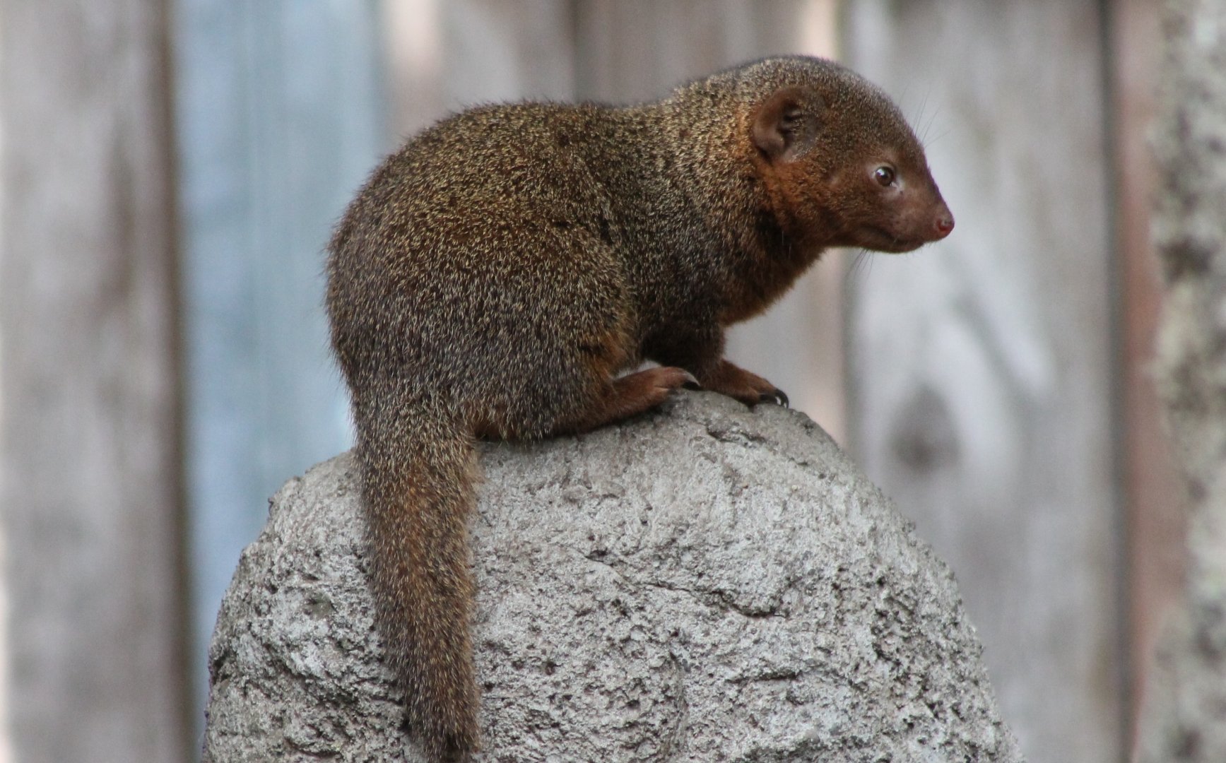Dwarf mongoose