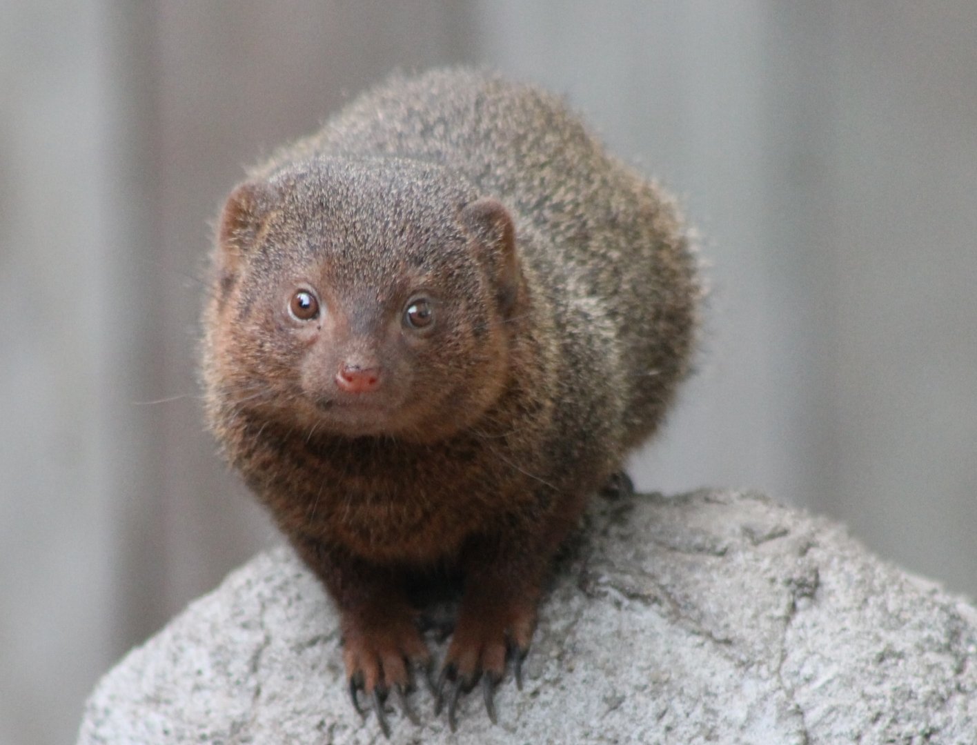 Dwarf mongoose
