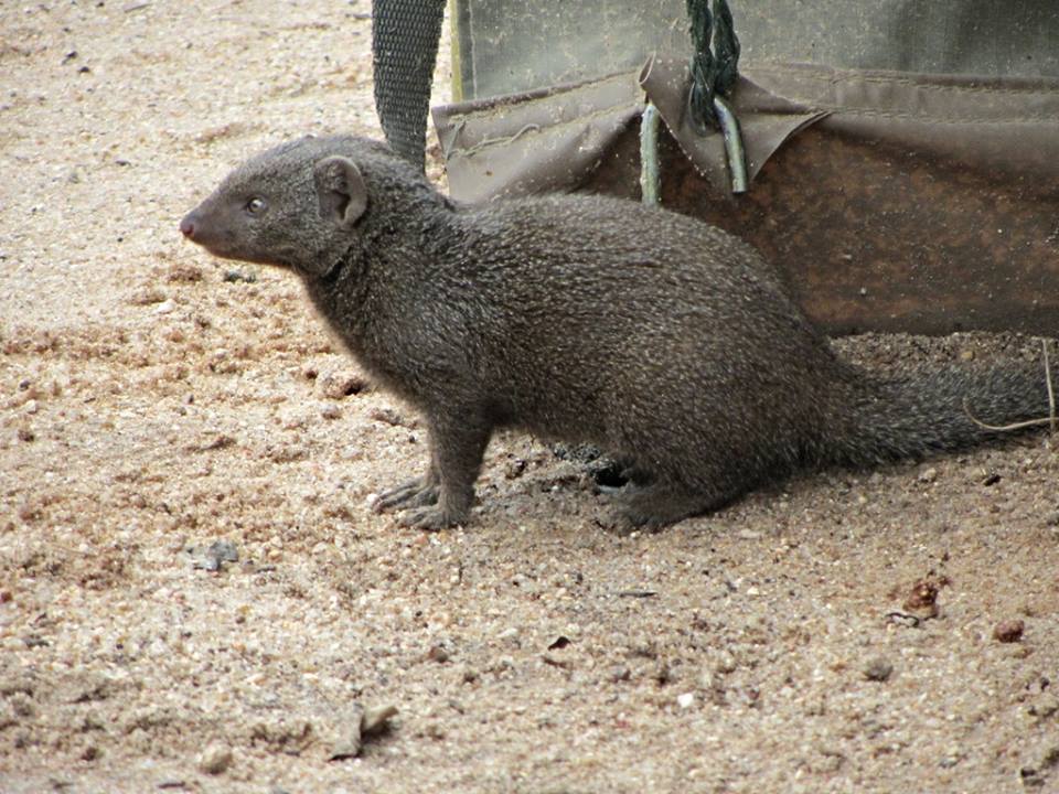 Dwarf Mongoose