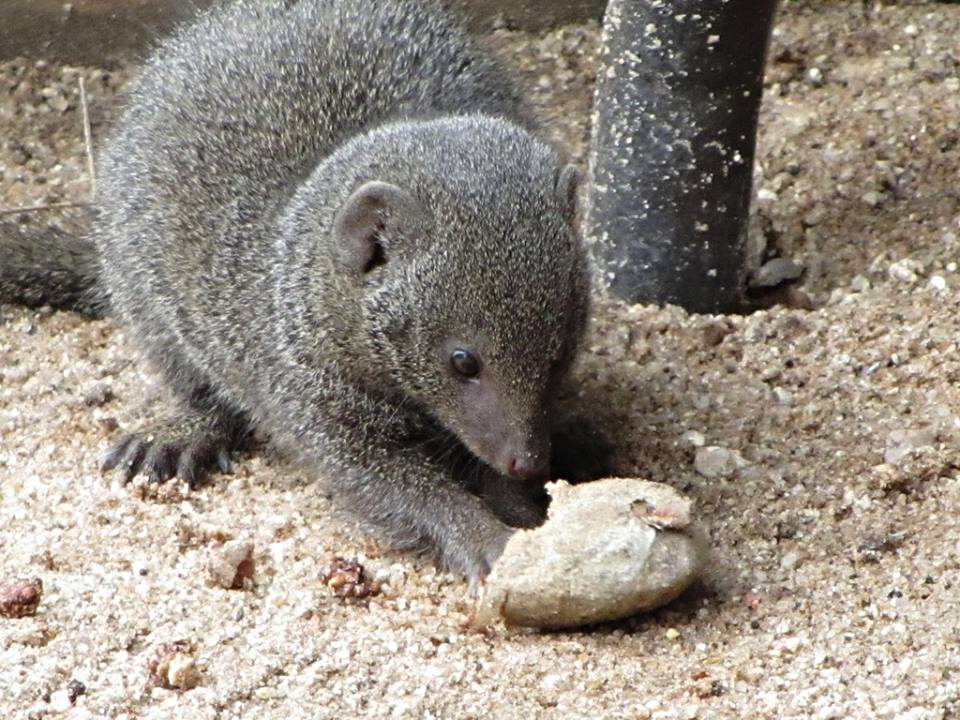 Dwarf Mongoose