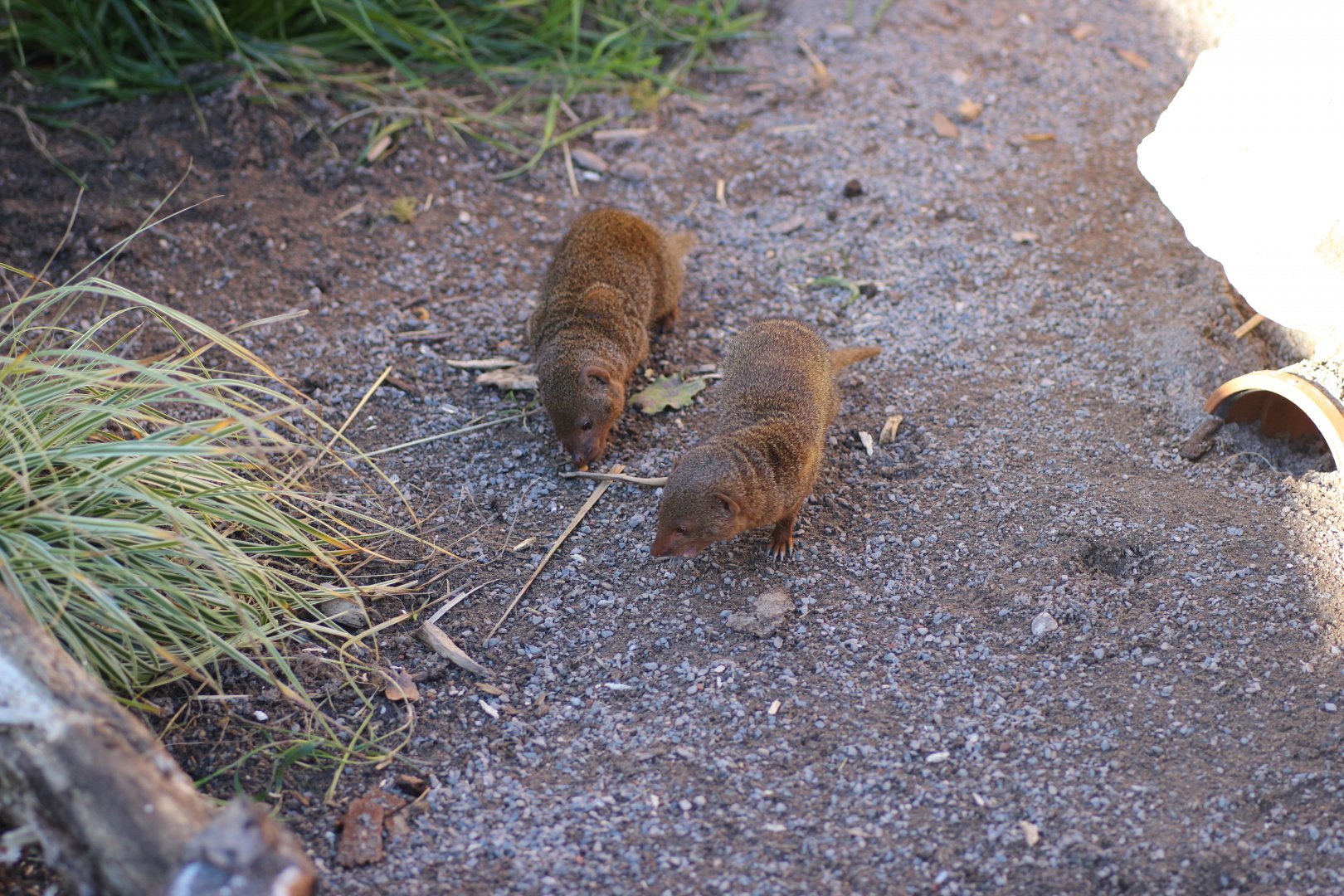 Dwarf Mongoose