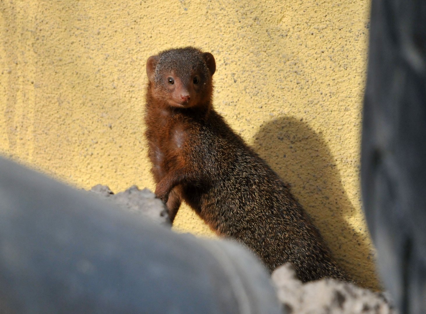 Dwarf mongoose