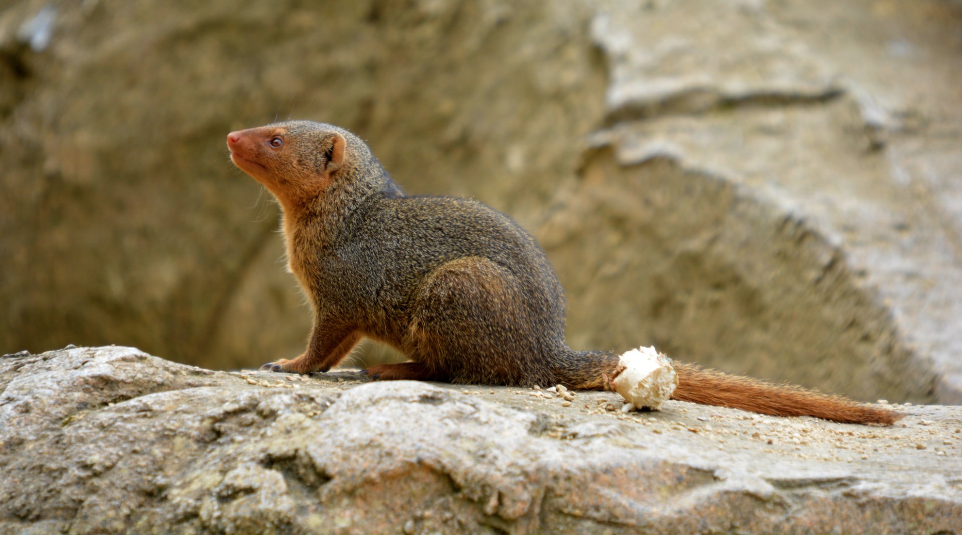 dwarf mongoose