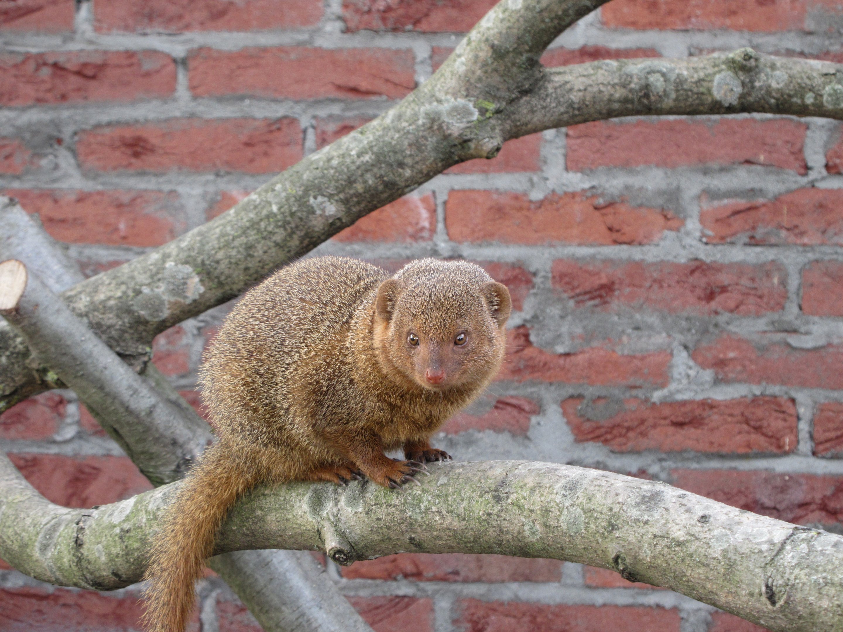 Dwarf Mongoose