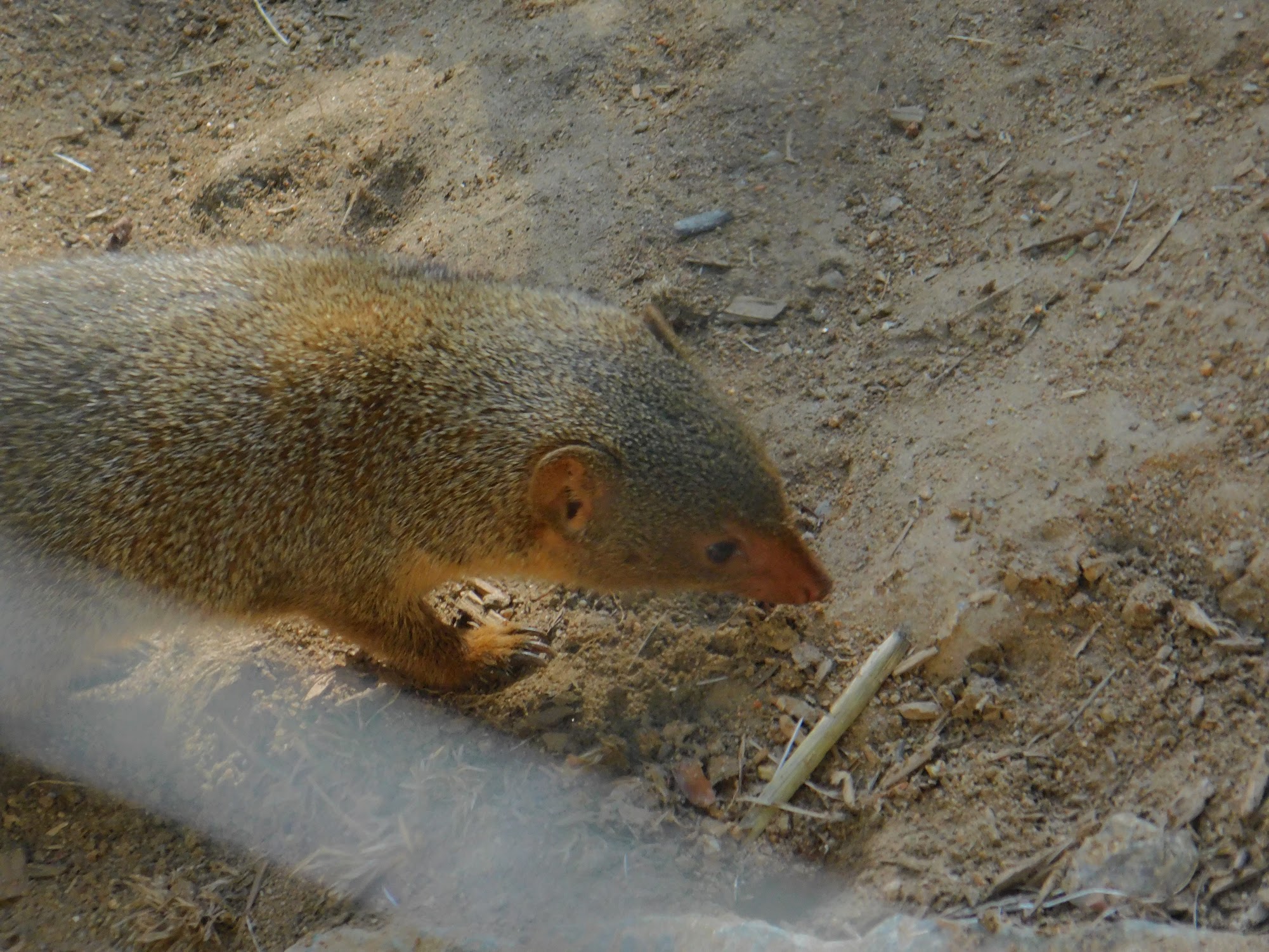 Dwarf Mongoose