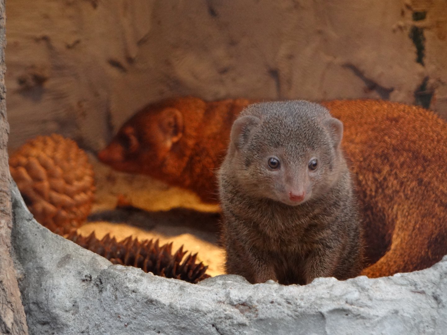 Dwarf Mongoose