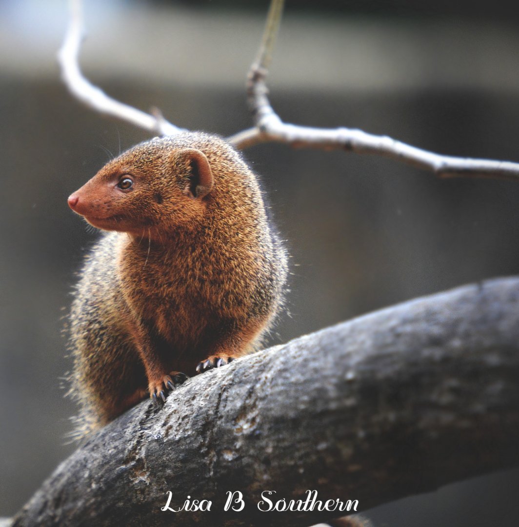 dwarf mongoose
