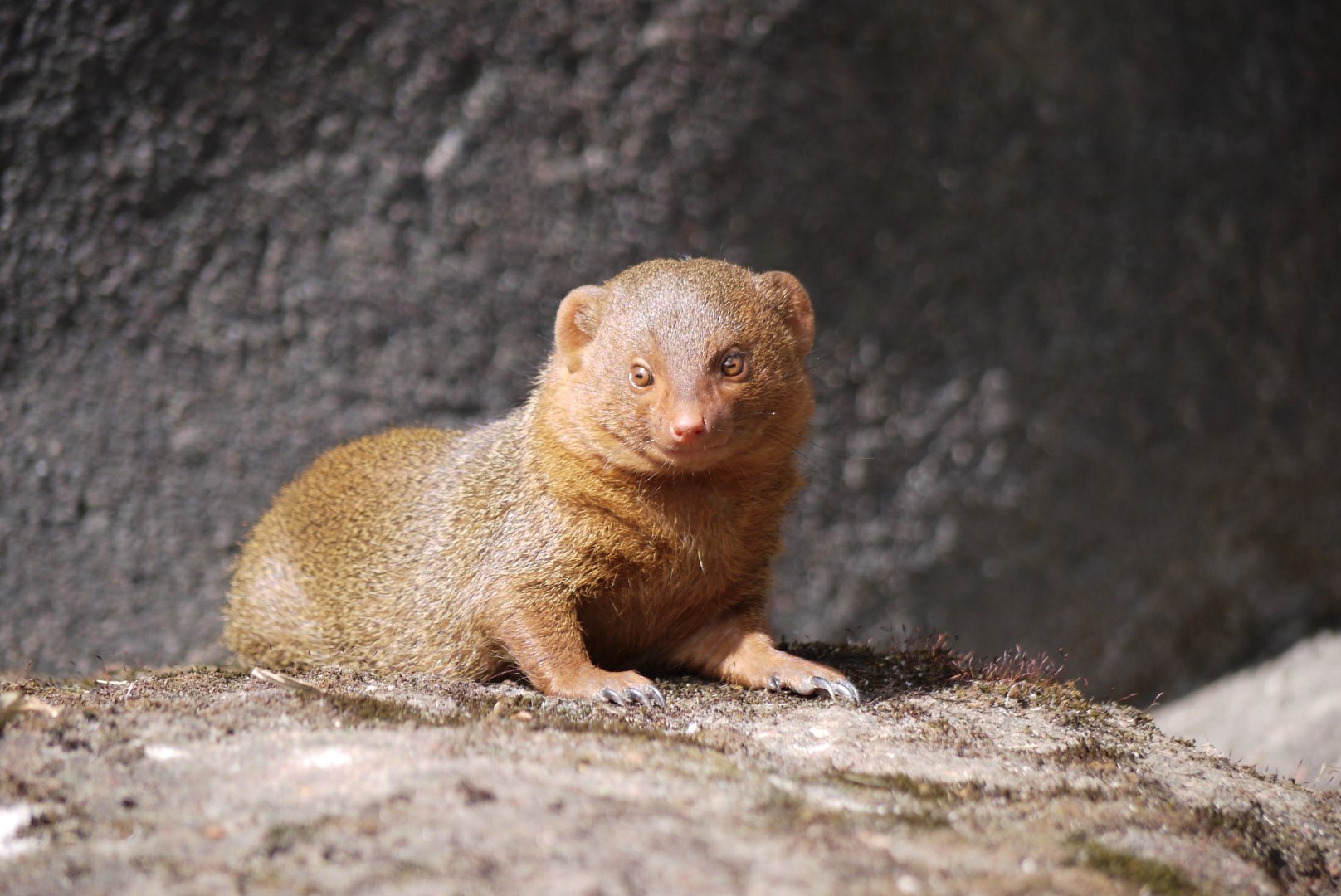 Dwarf Mongoose