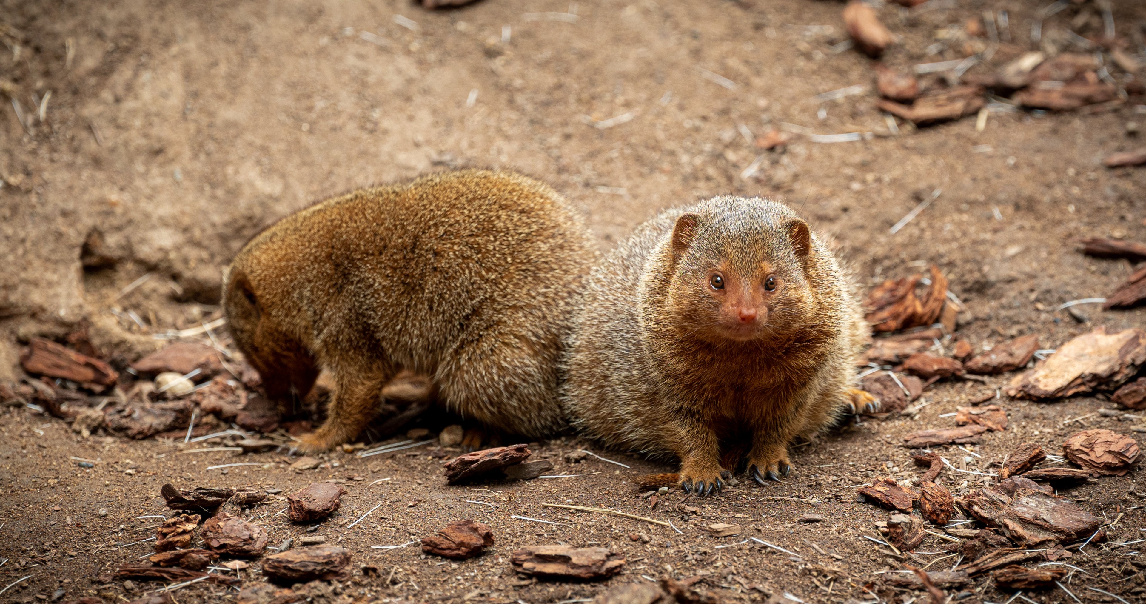 Dwarf Mongoose
