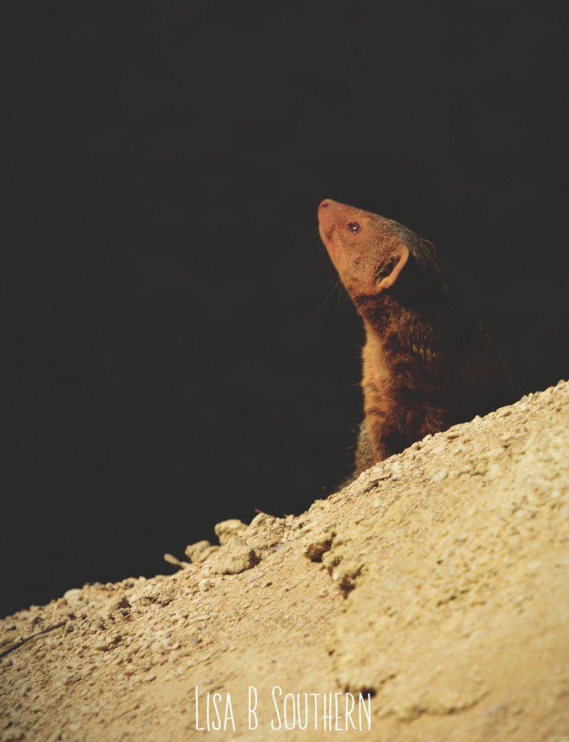dwarf mongoose