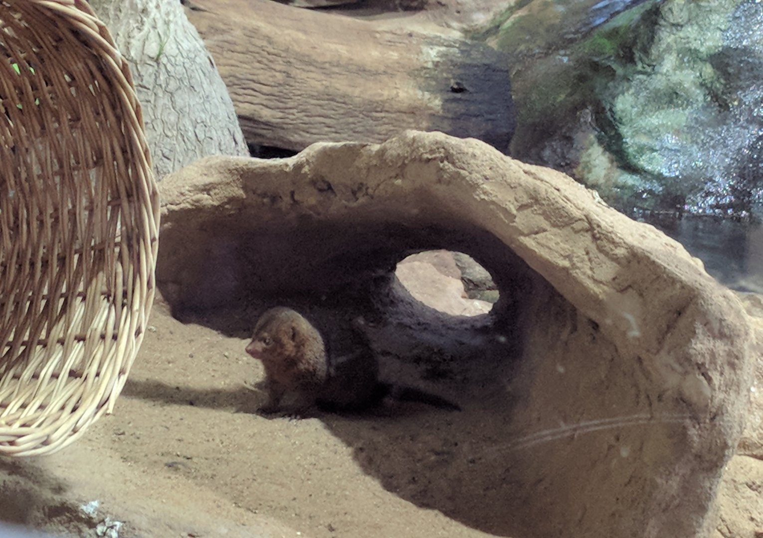 Dwarf Mongoose