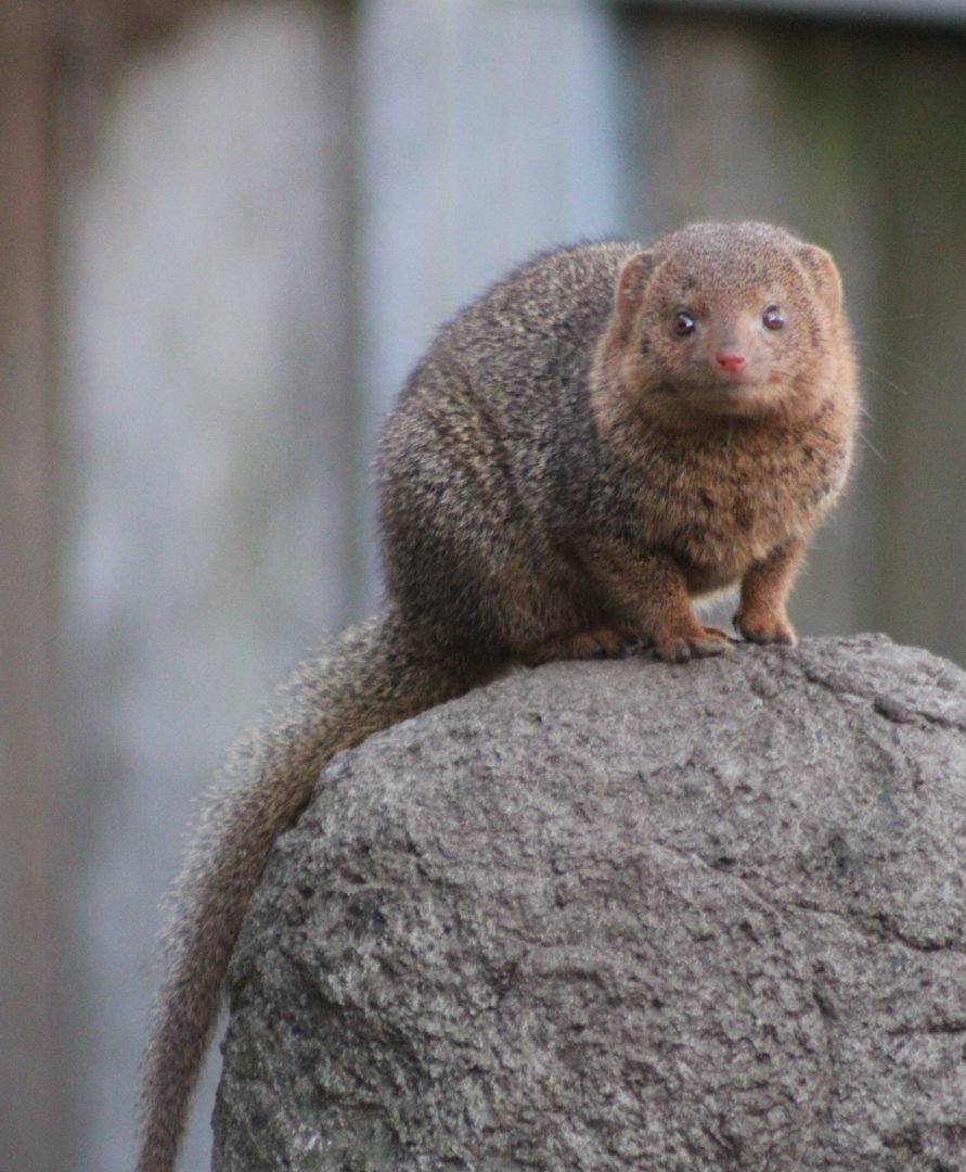Dwarf mongoose