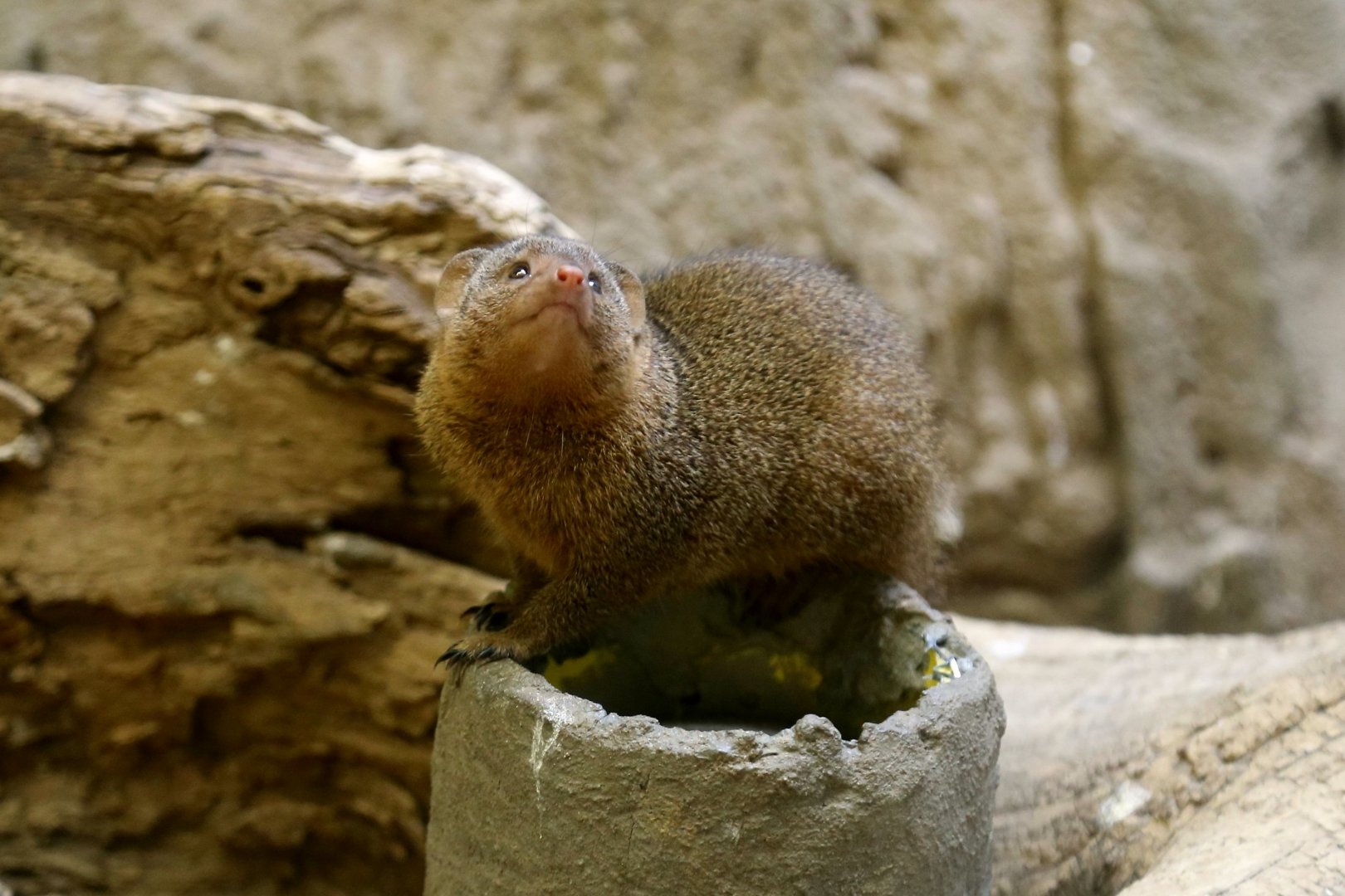 Dwarf Mongoose