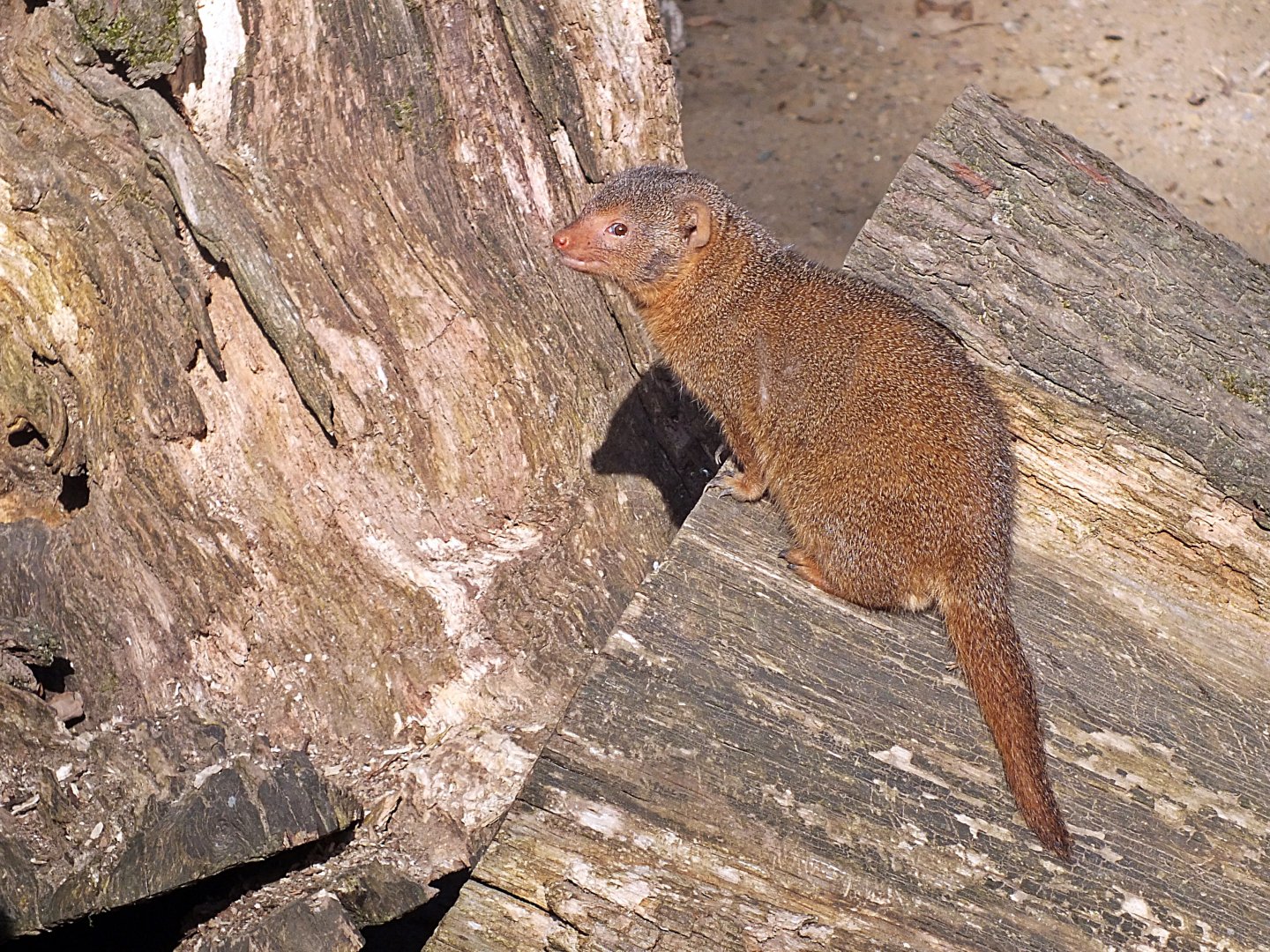 Dwarf mongoose
