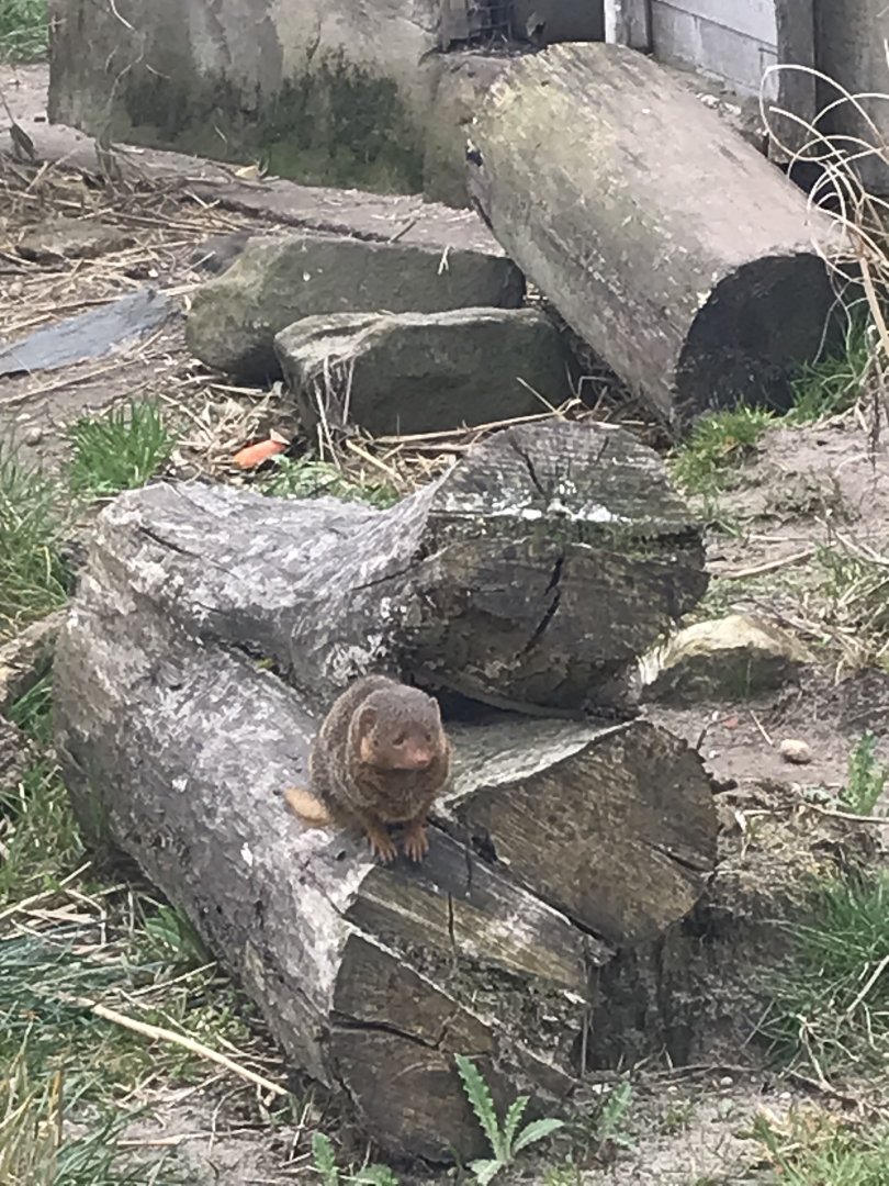 Dwarf mongoose