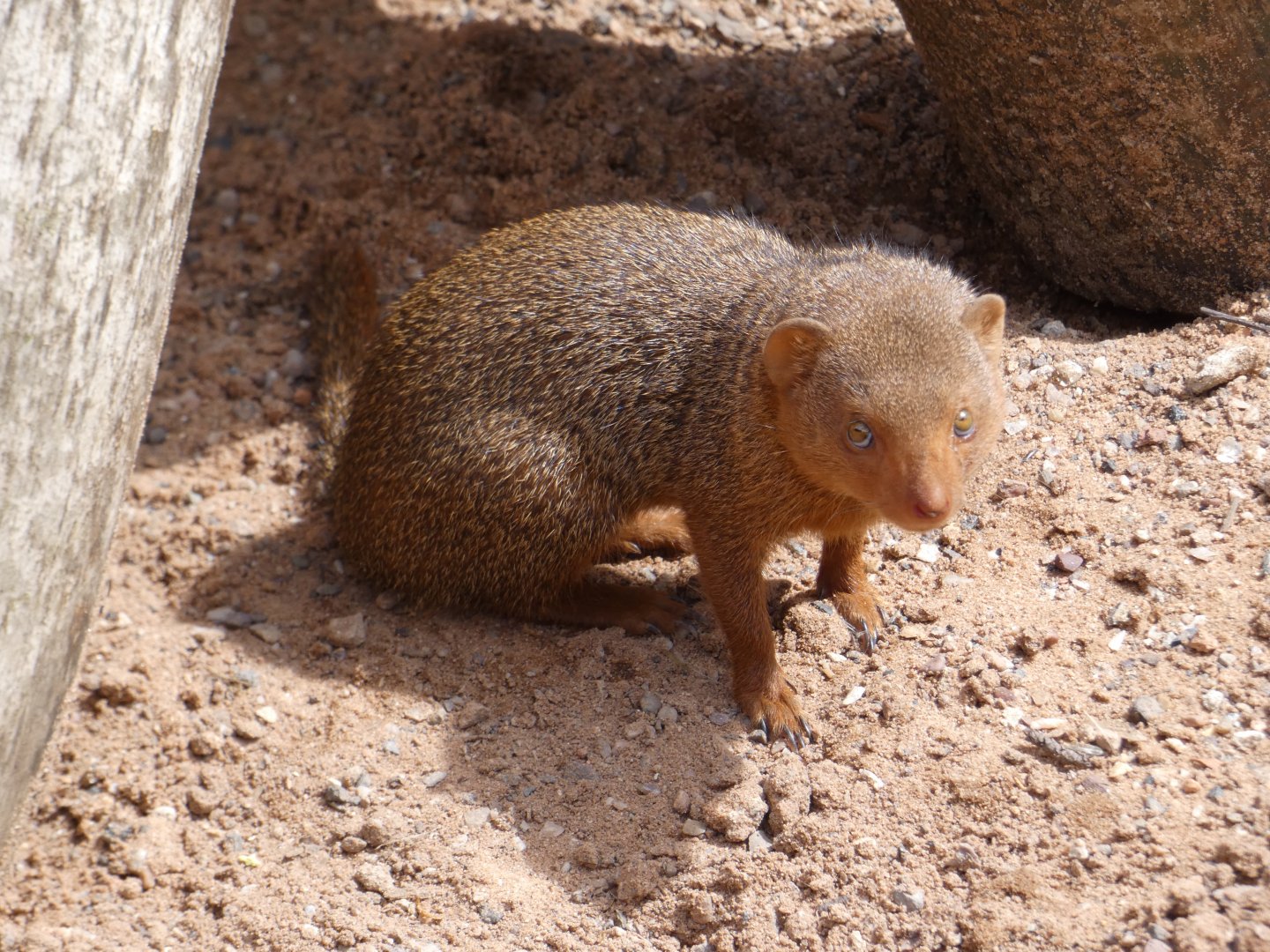 Dwarf mongoose