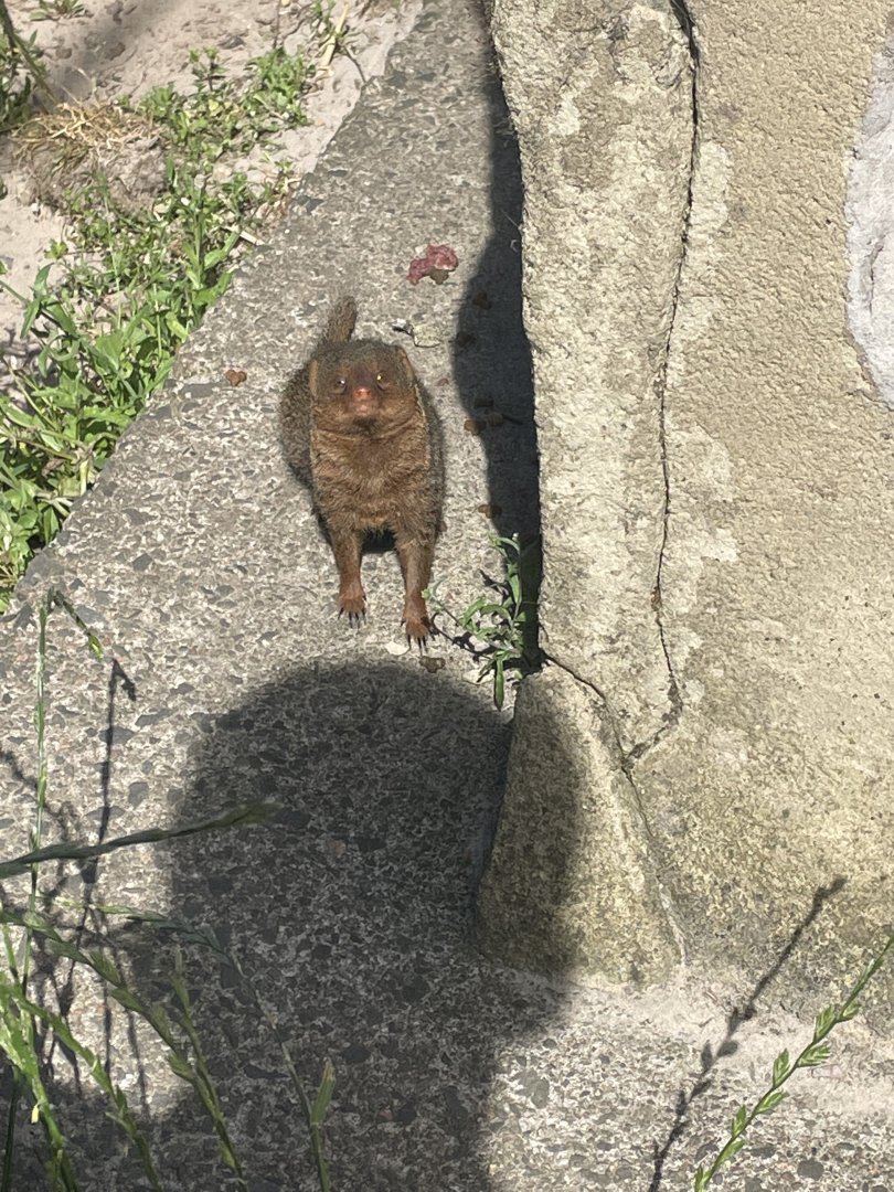 Dwarf mongoose