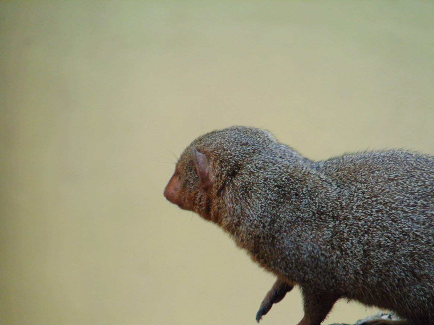 Dwarf Mongoose