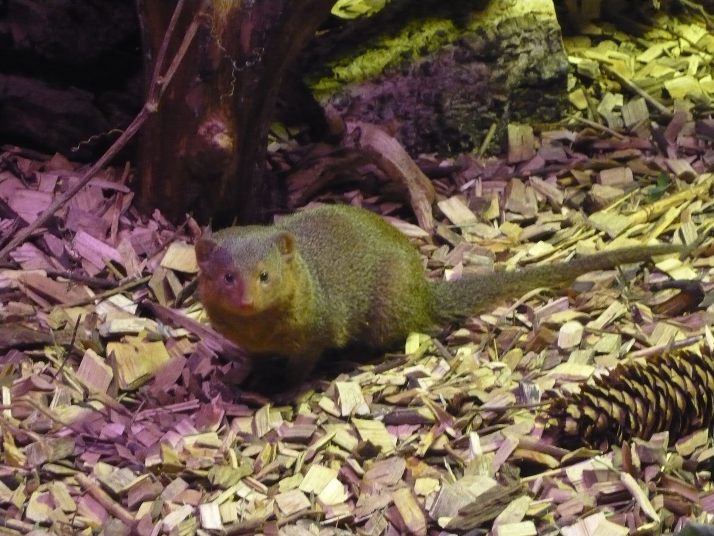 Dwarf mongoose
