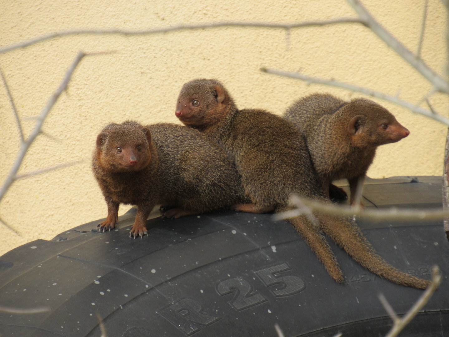 Dwarf Mongoose