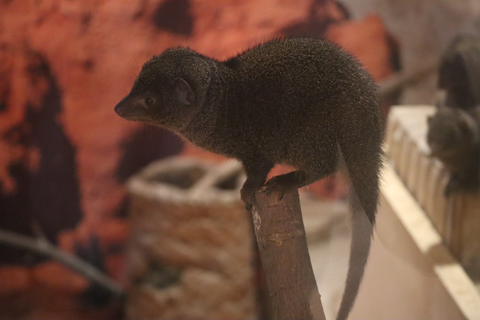 Dwarf Mongoose