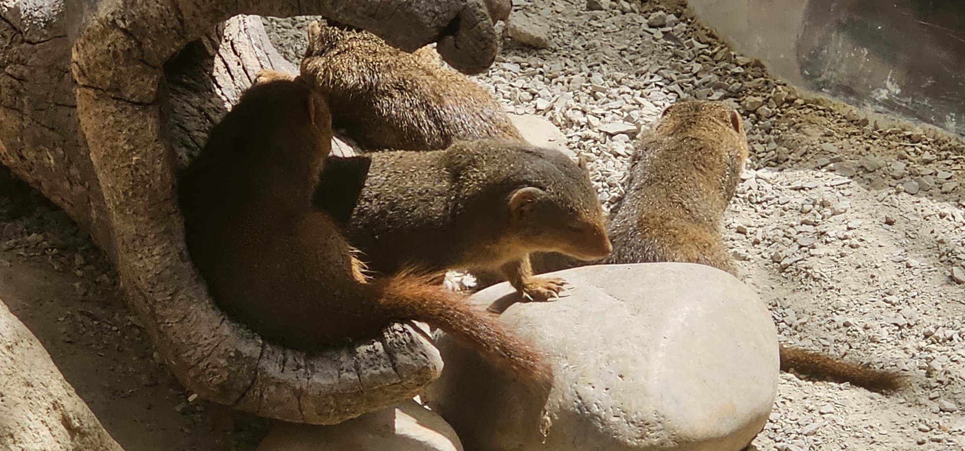Dwarf mongoose
