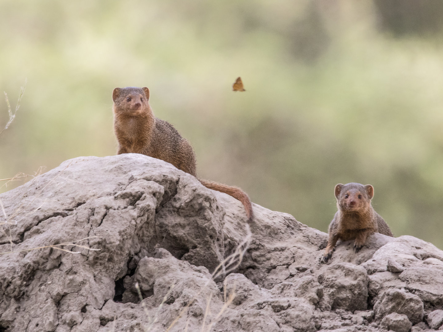 Dwarf Mongoose