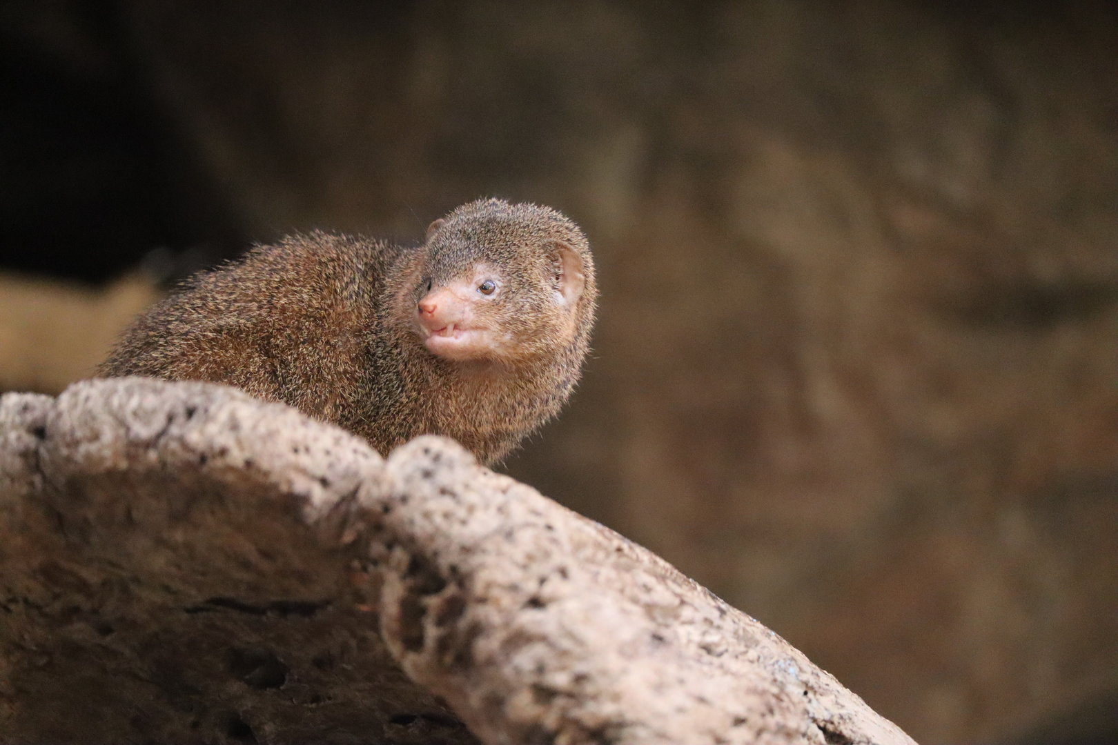 Dwarf Mongoose