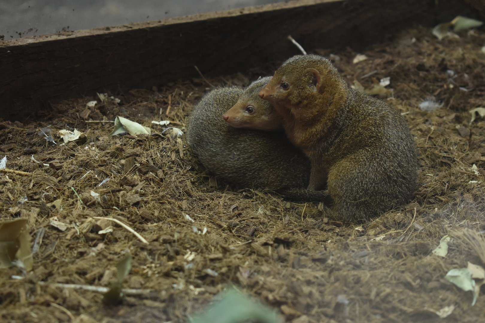 Dwarf Mongoose
