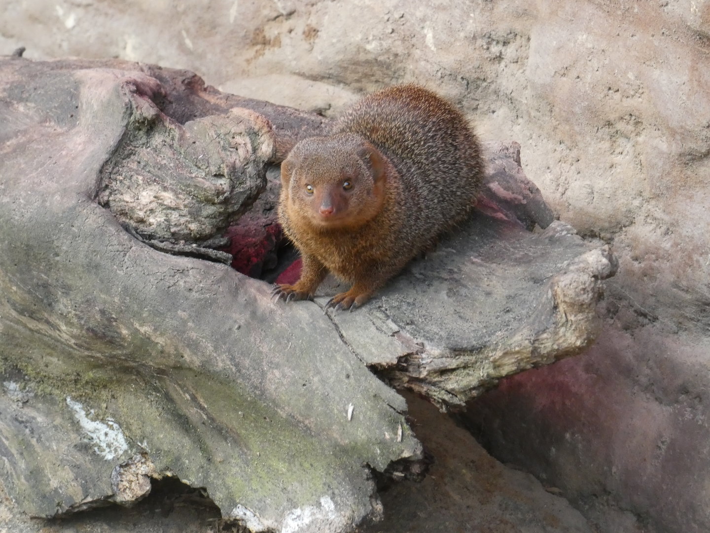 Dwarf mongoose