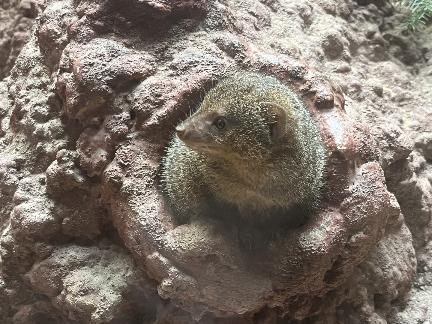 Dwarf Mongoose