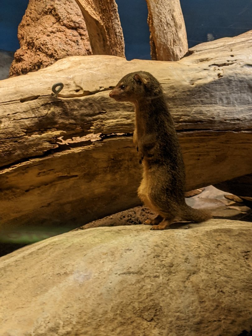 Dwarf Mongoose