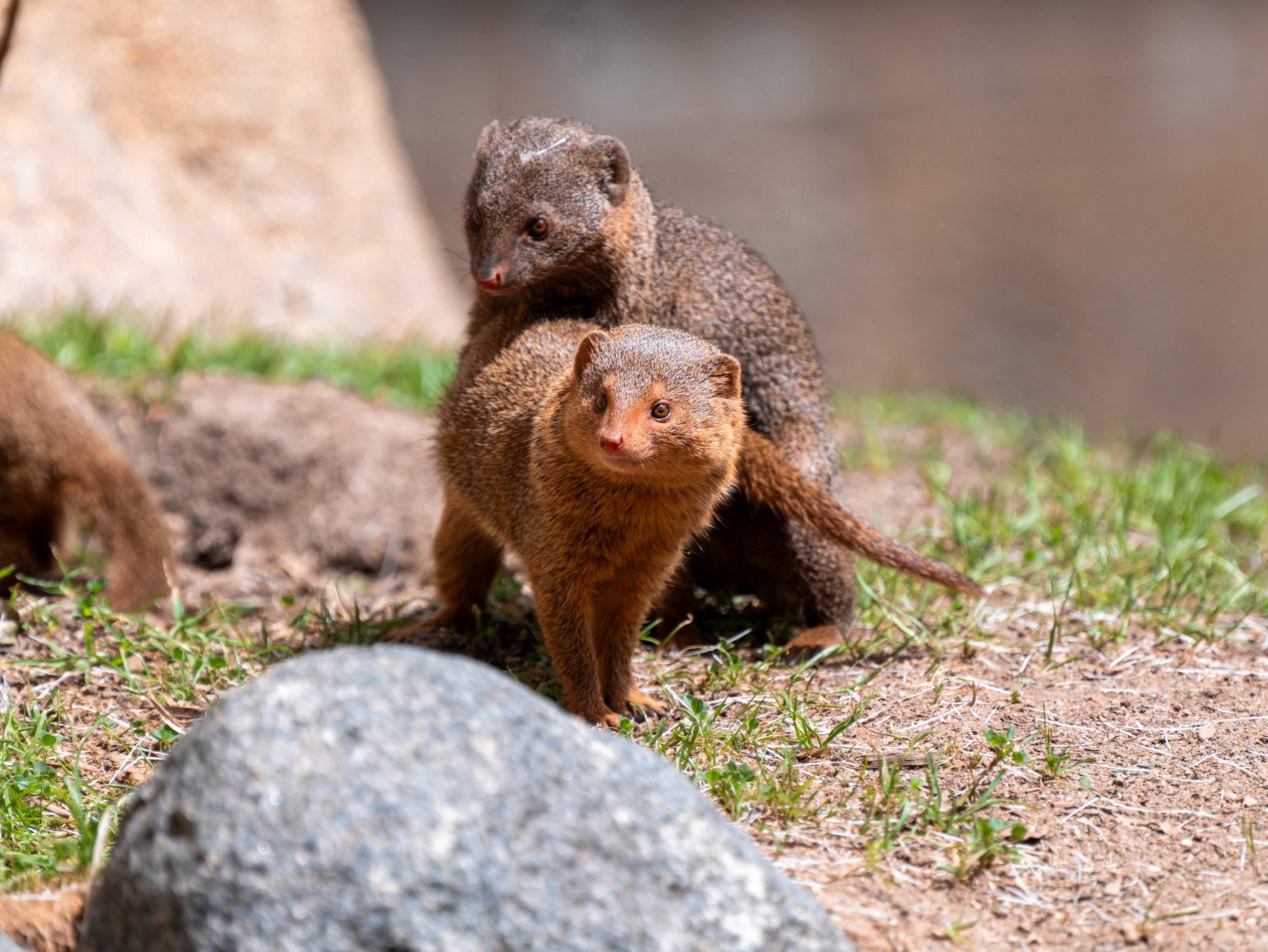 Dwarf Mongoose