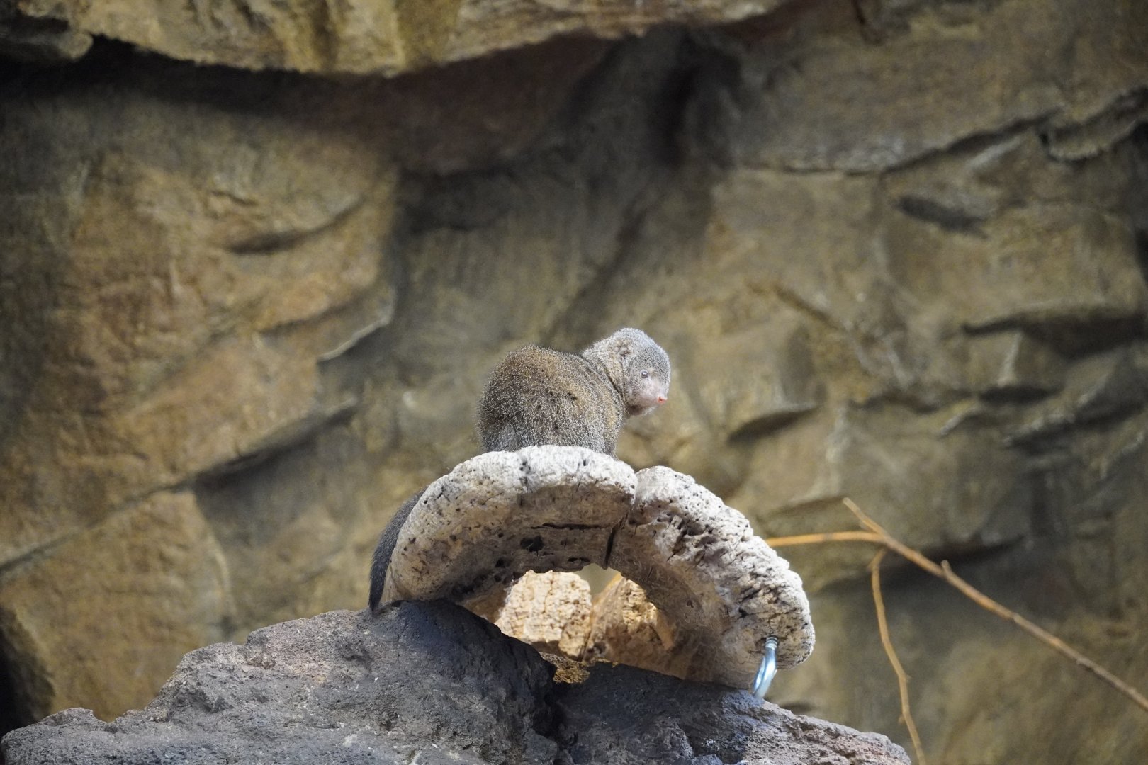 Dwarf Mongoose