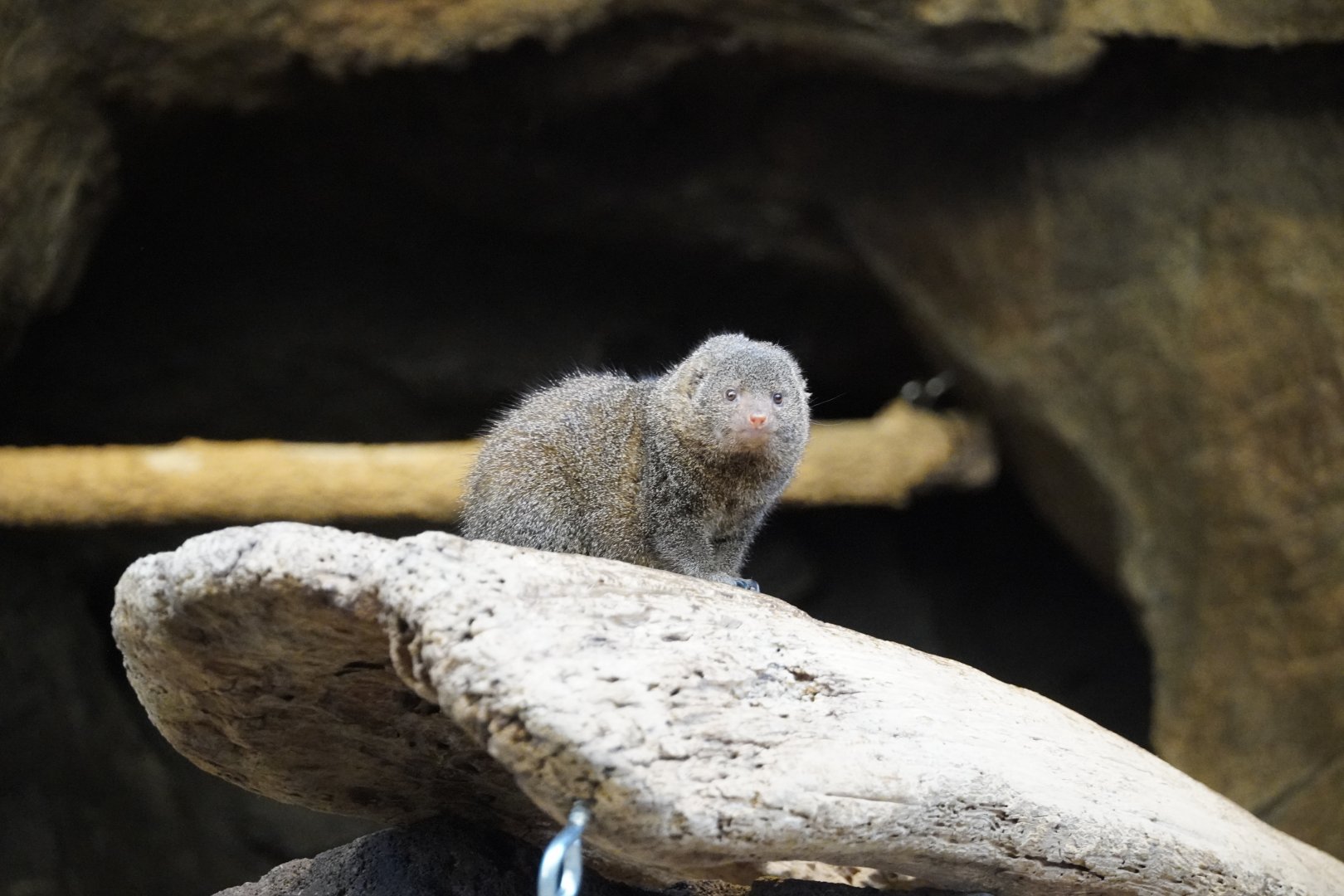 Dwarf Mongoose