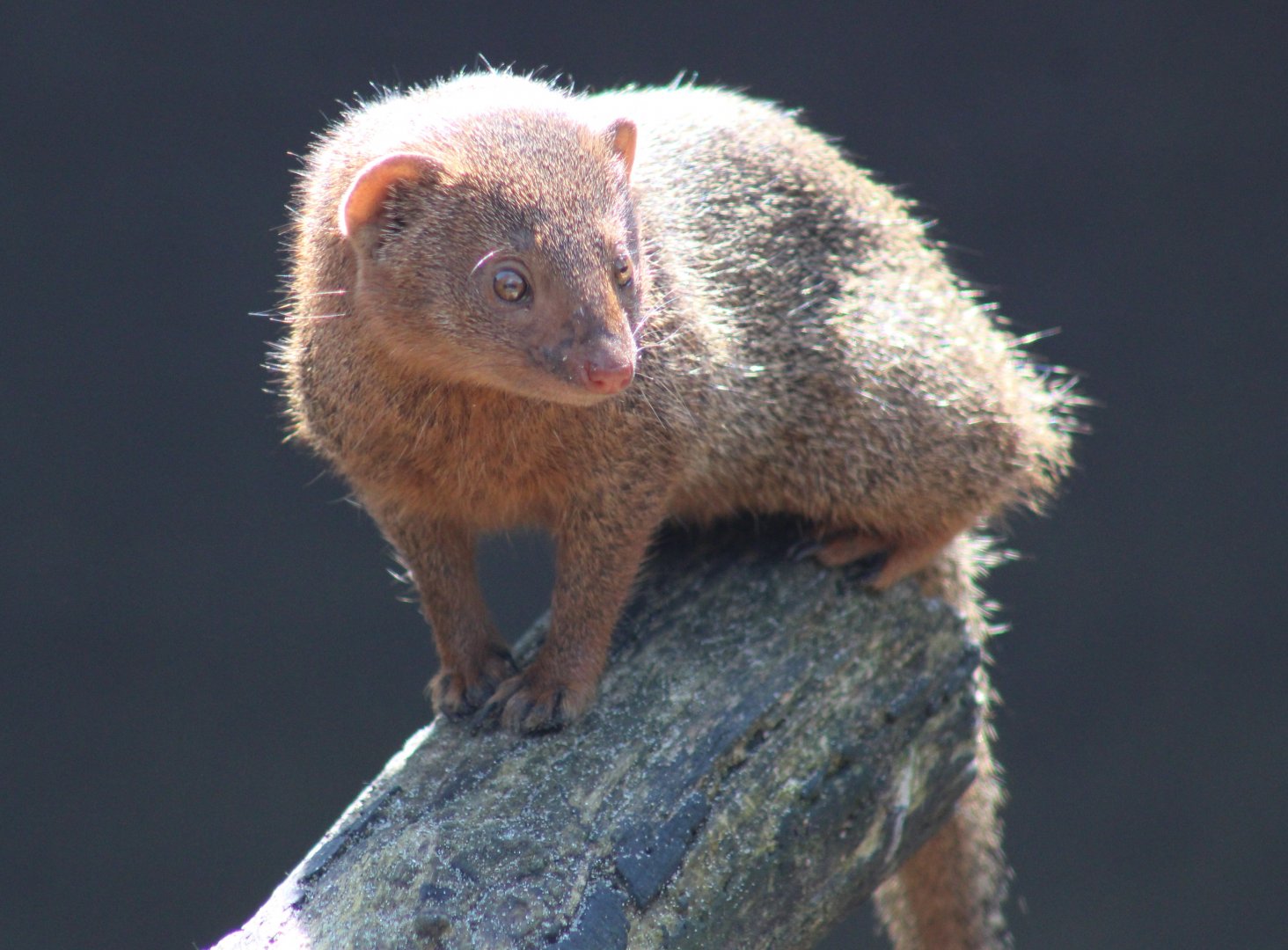 Dwarf mongoose