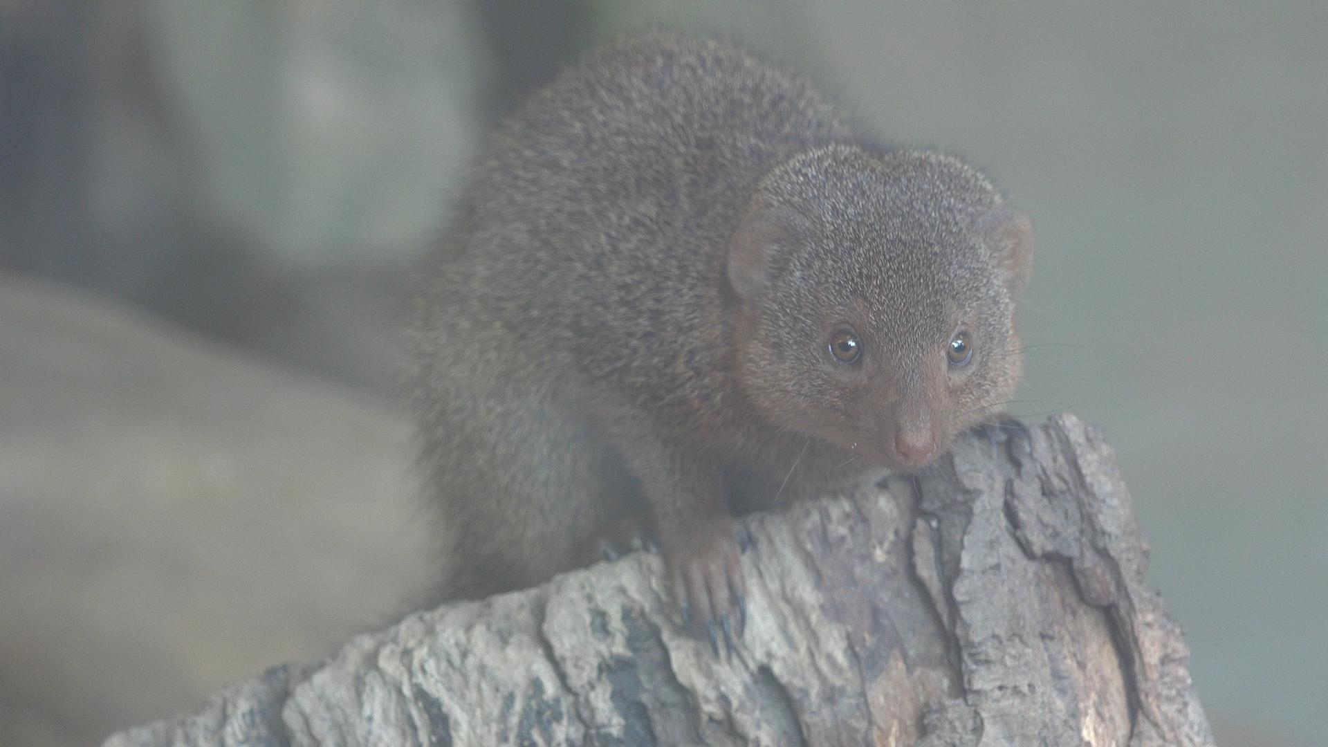 Dwarf mongoose