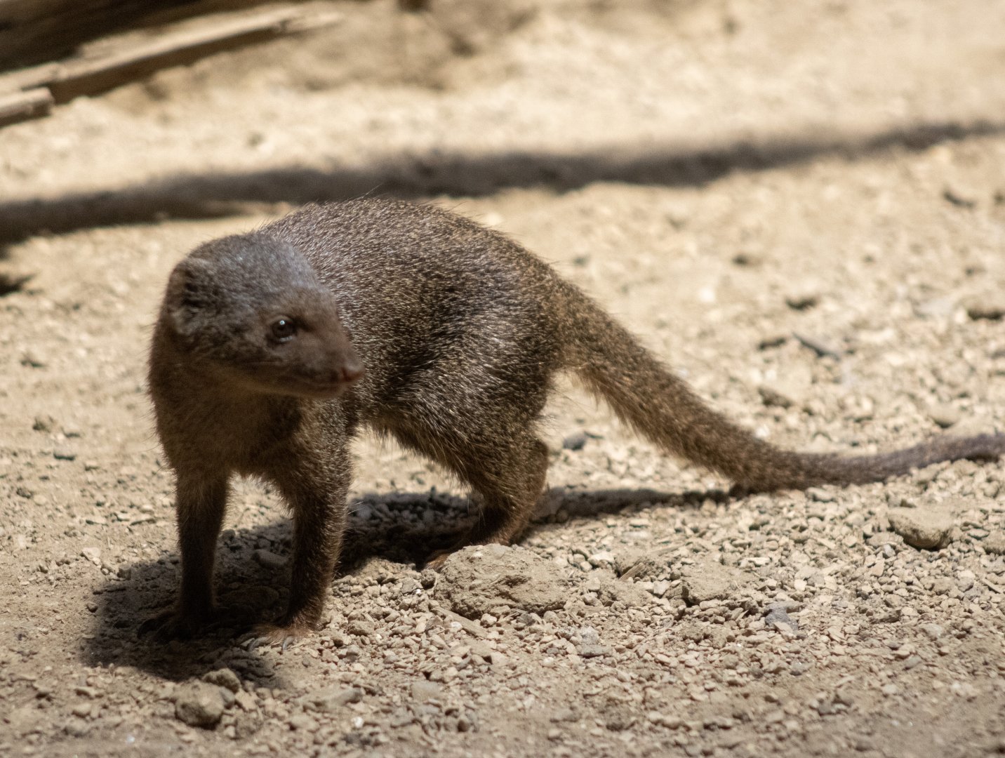 Dwarf Mongoose