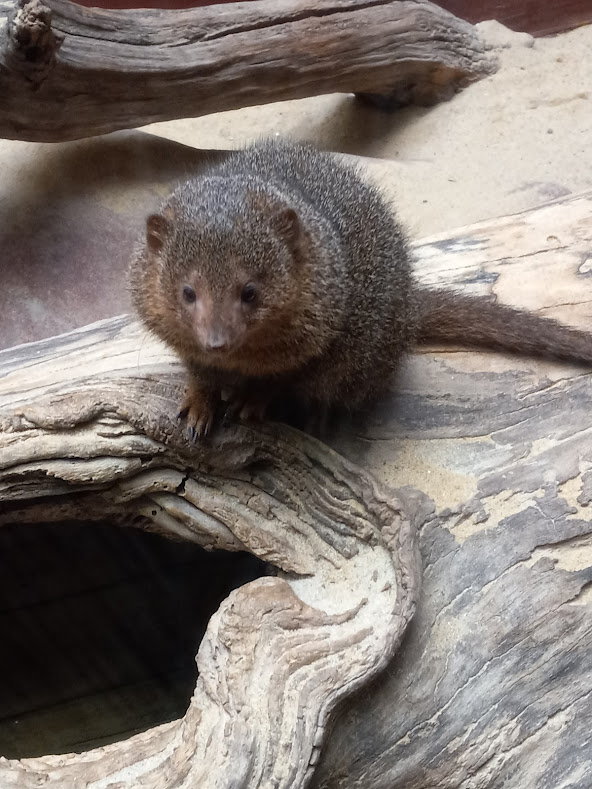 Dwarf Mongoose