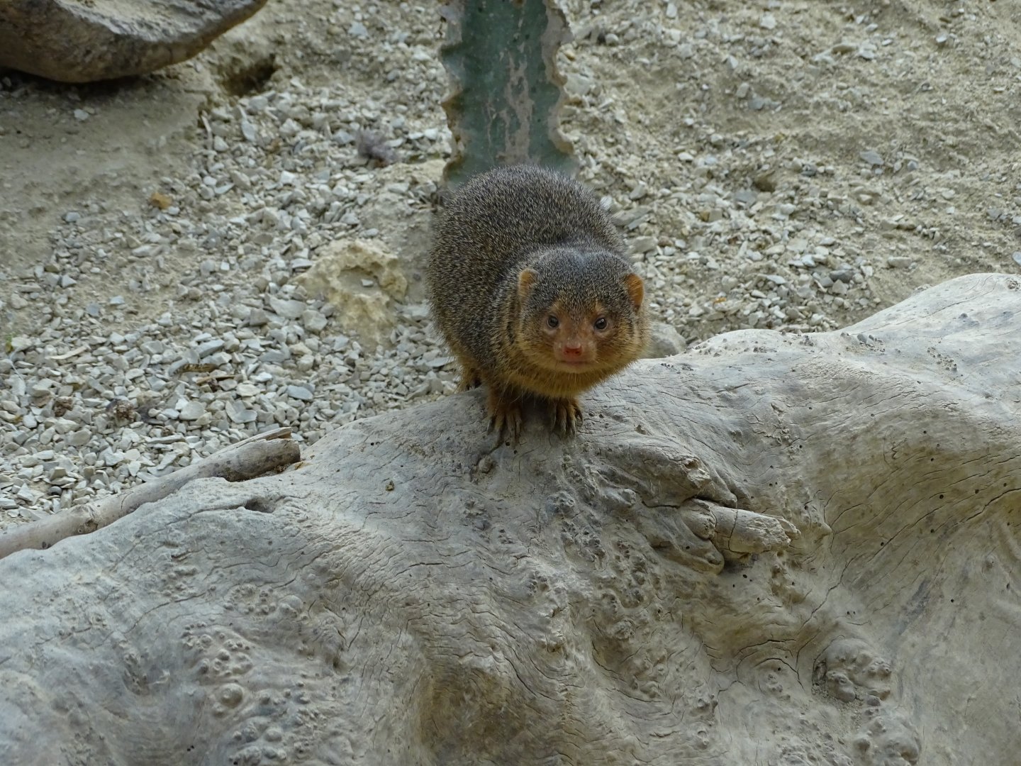 Dwarf mongoose