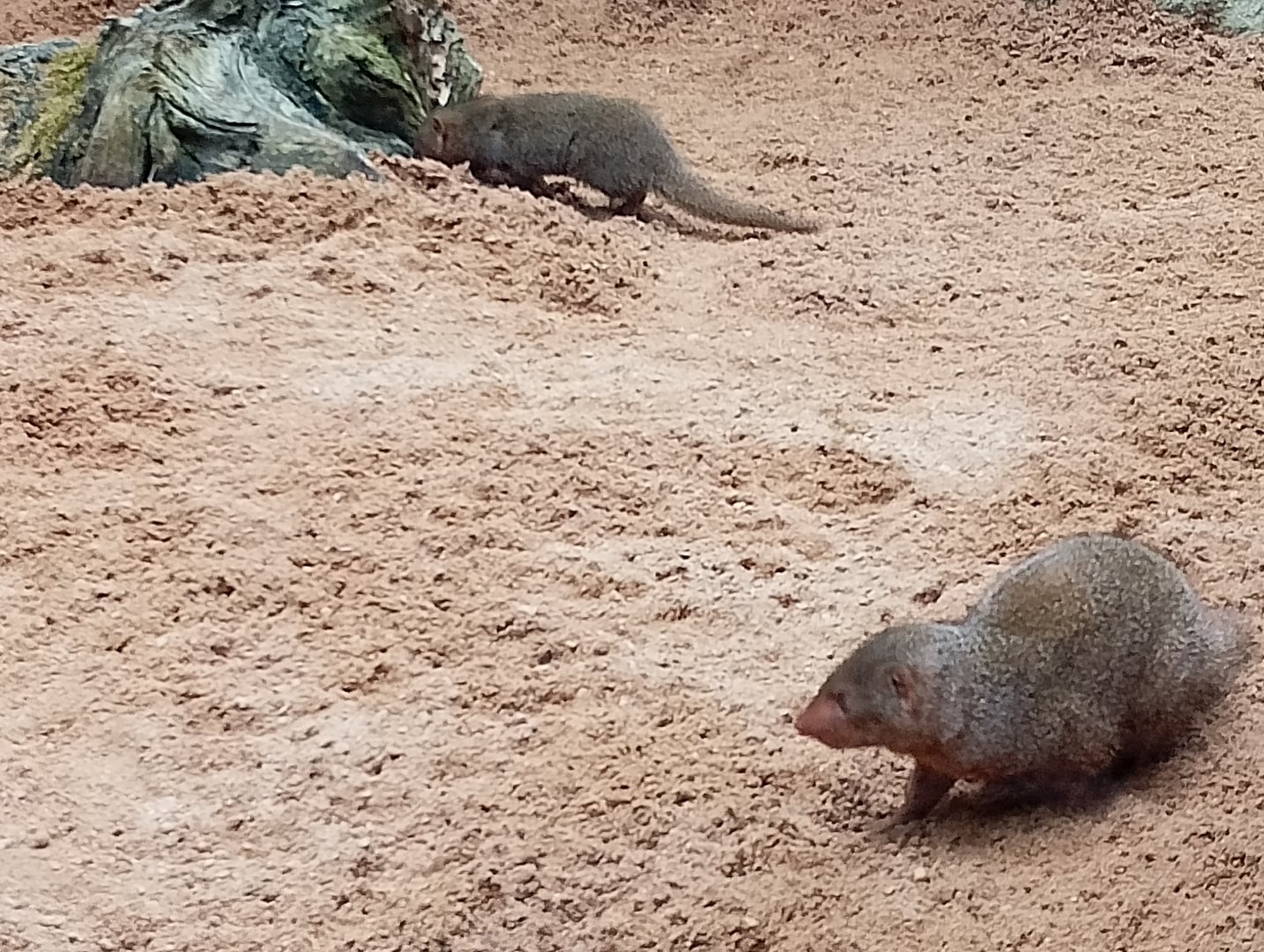Dwarf mongoose